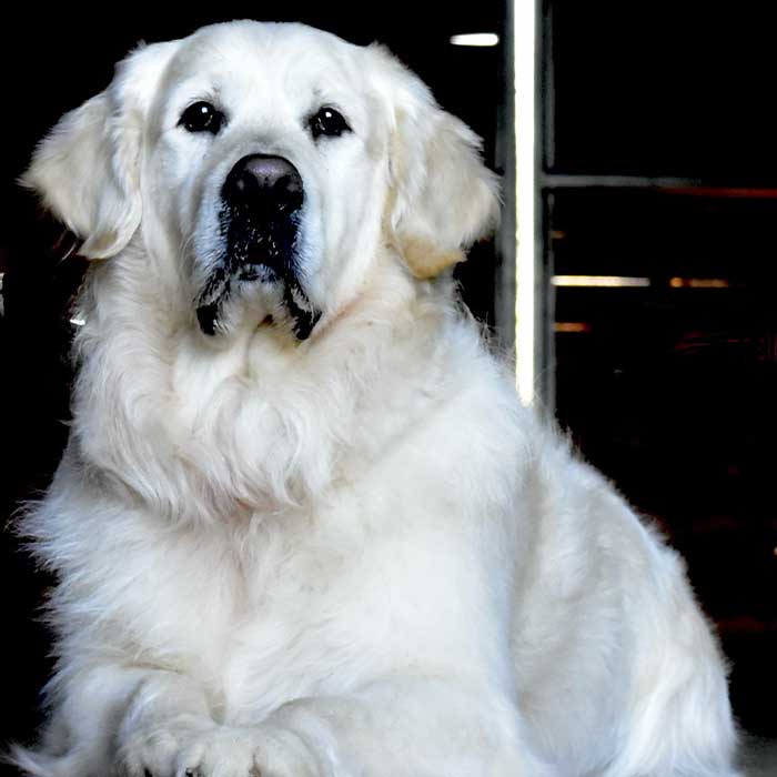 Bruno Image