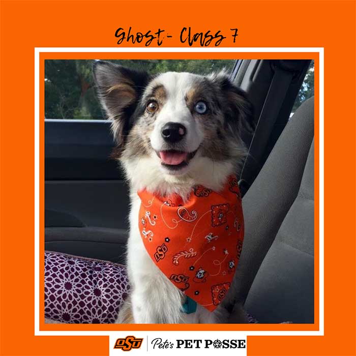 Ghost, Class 7